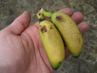 Porta Limón - Bananas chiquitas